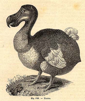 Dodo