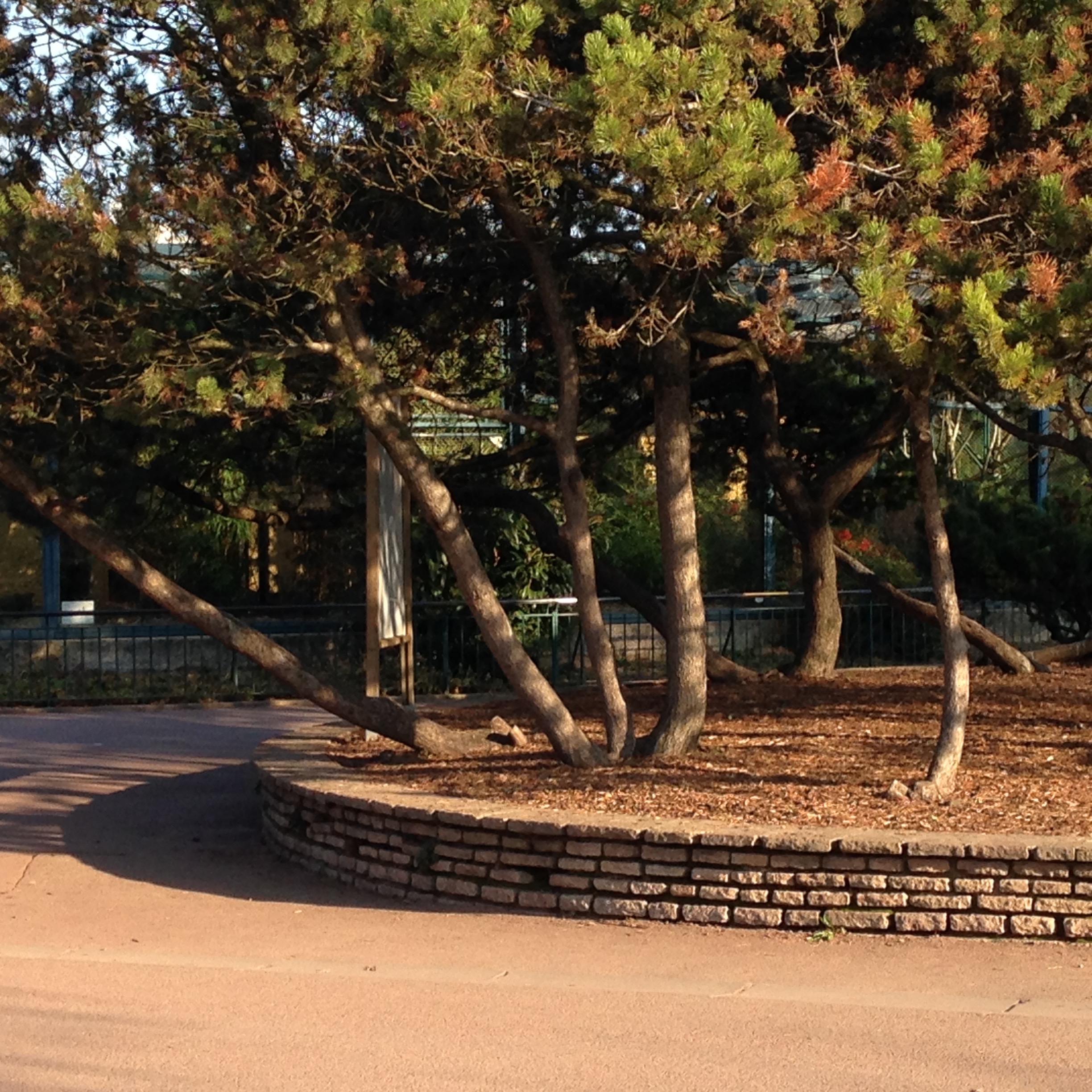 liron_parc tete dor_lyon
